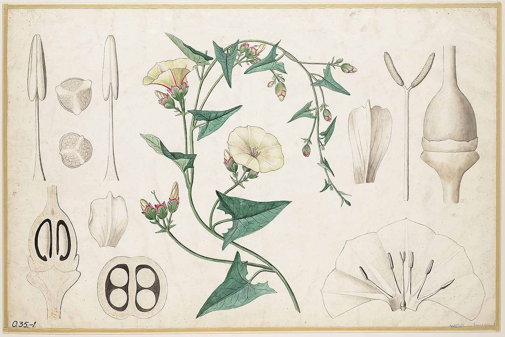 no HD illustration available (3)