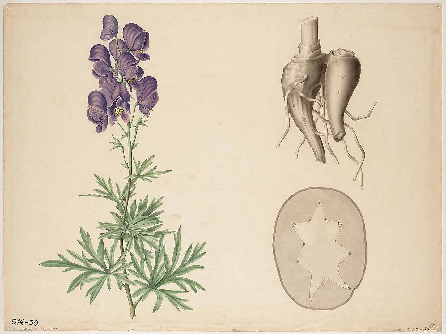 no HD illustration available (3)