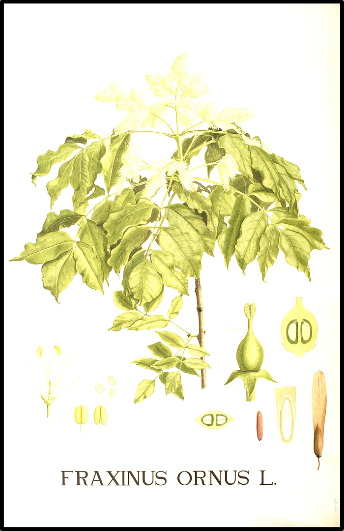 no HD illustration available (3)