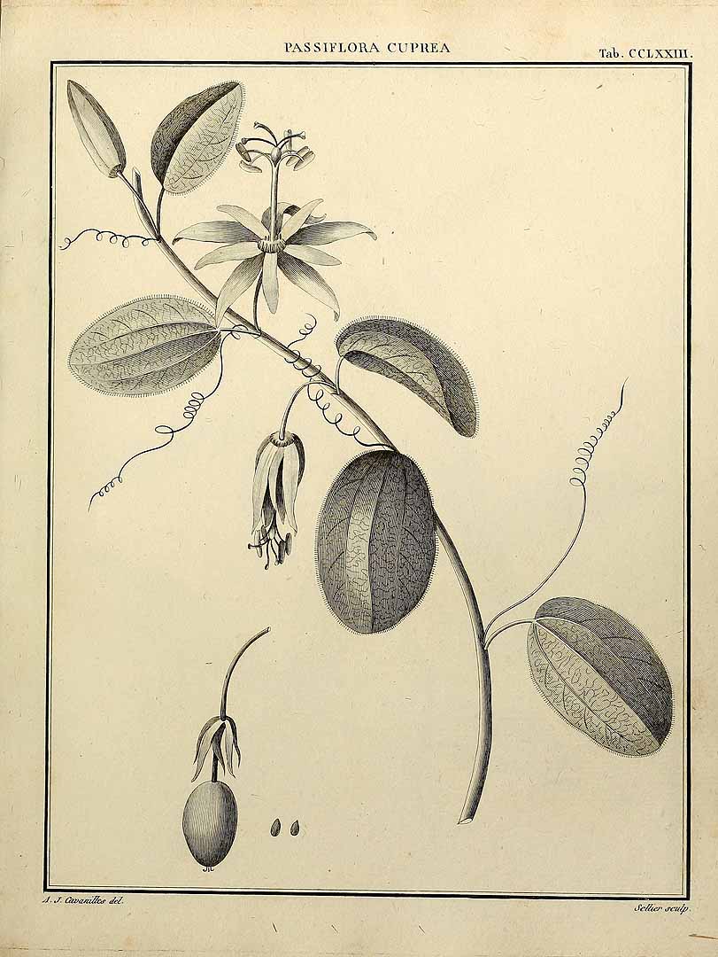no HD illustration available (3)