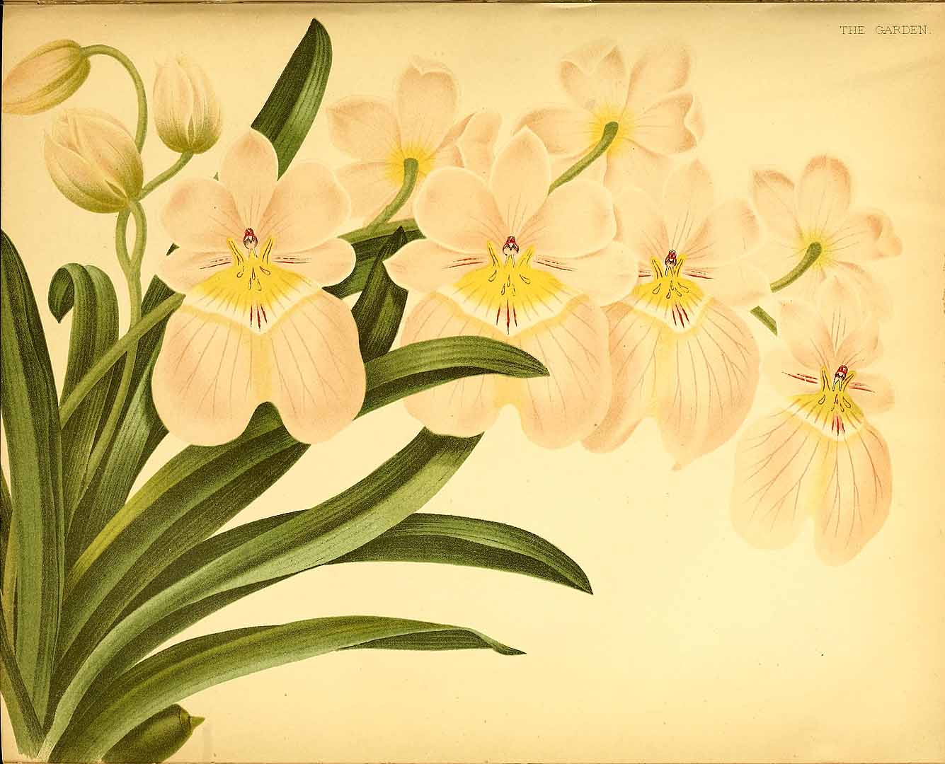 no HD illustration available (3)
