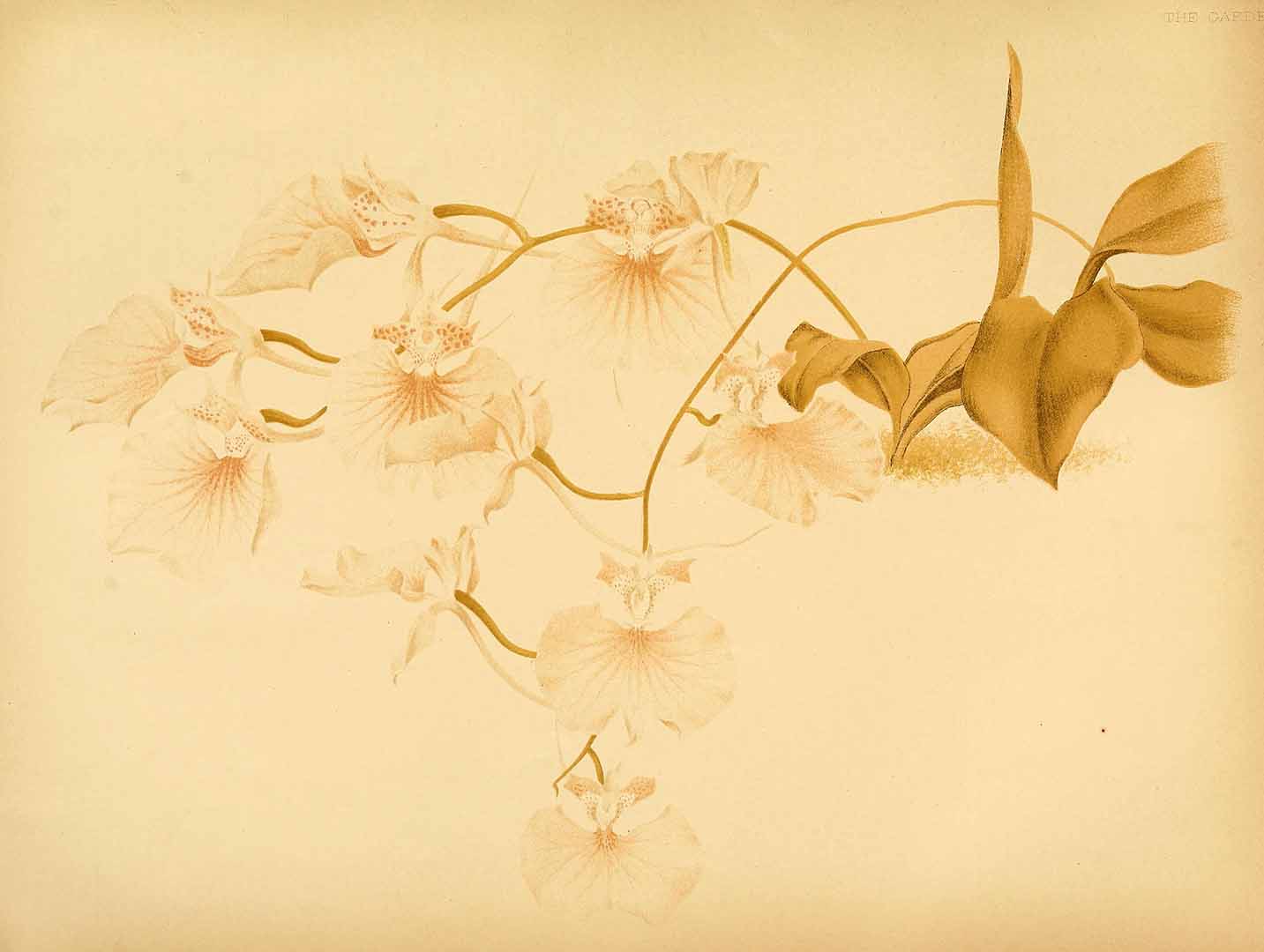 no HD illustration available (3)