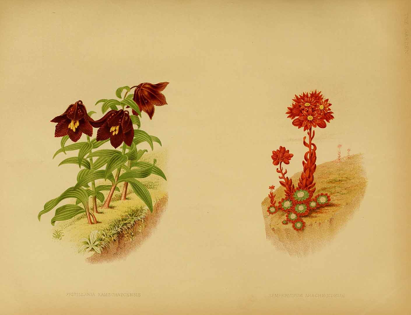 no HD illustration available (3)