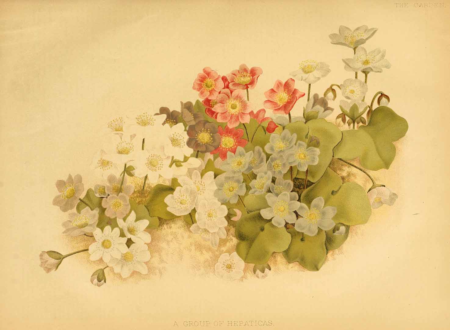 no HD illustration available (3)