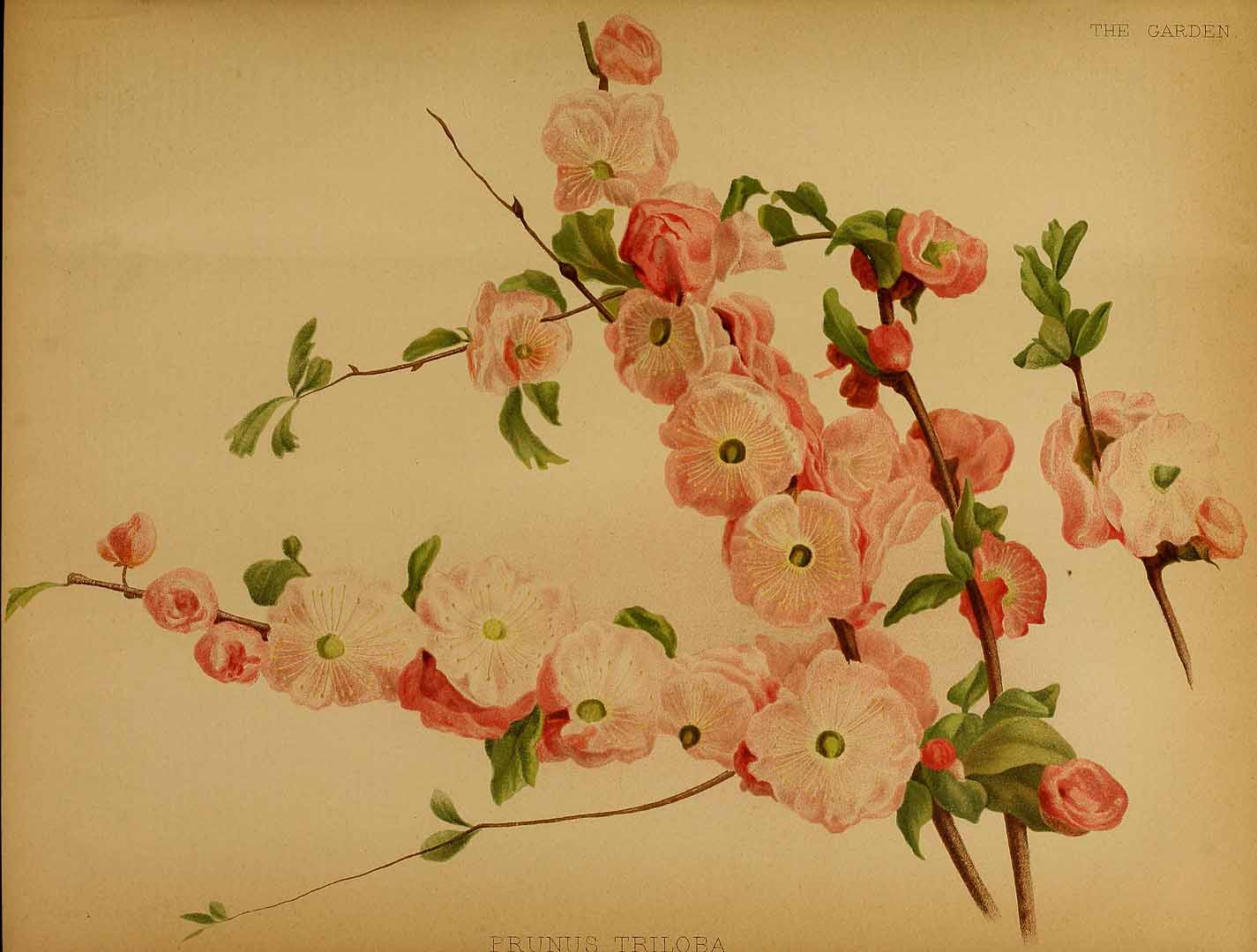 no HD illustration available (m2)