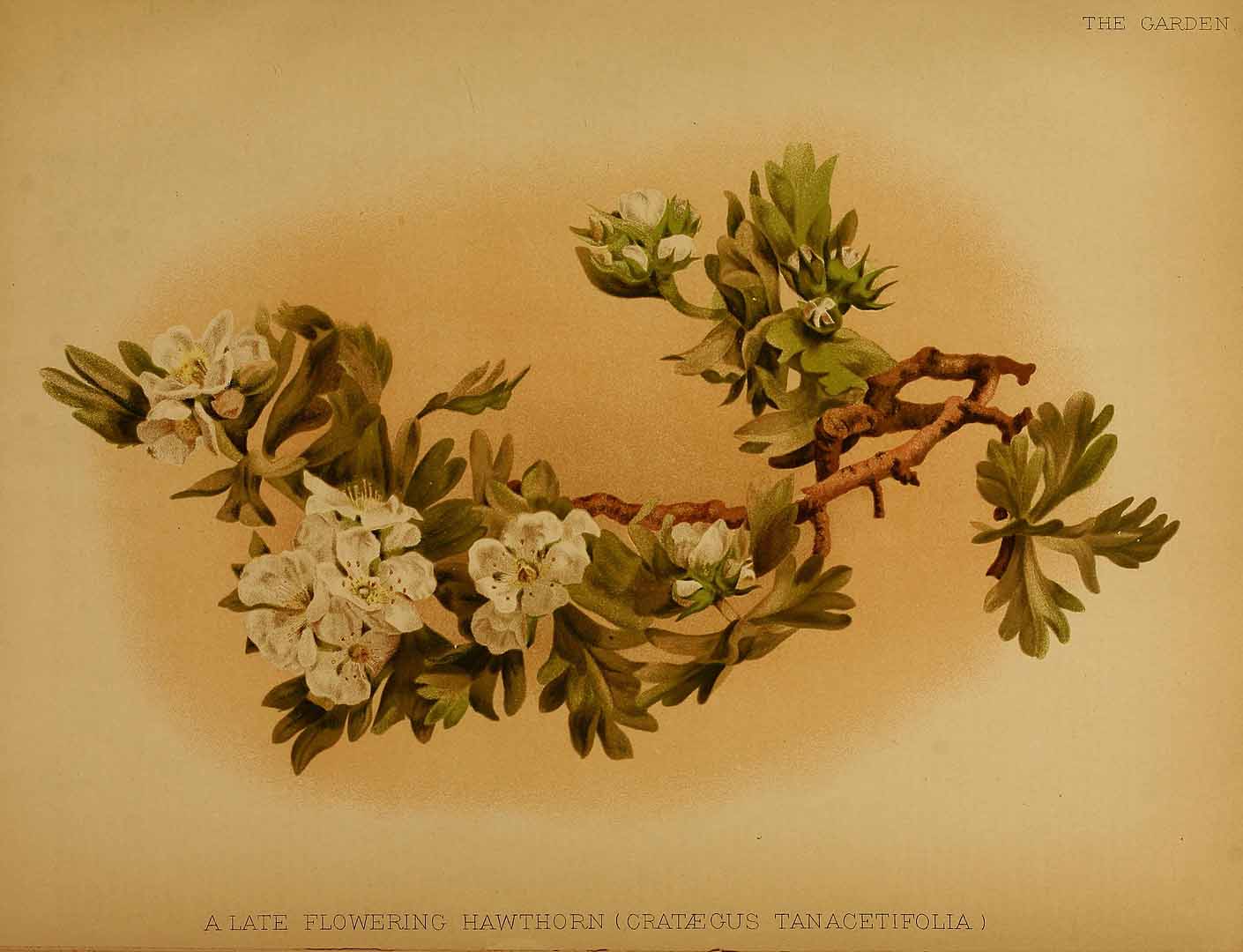 no HD illustration available (m2)