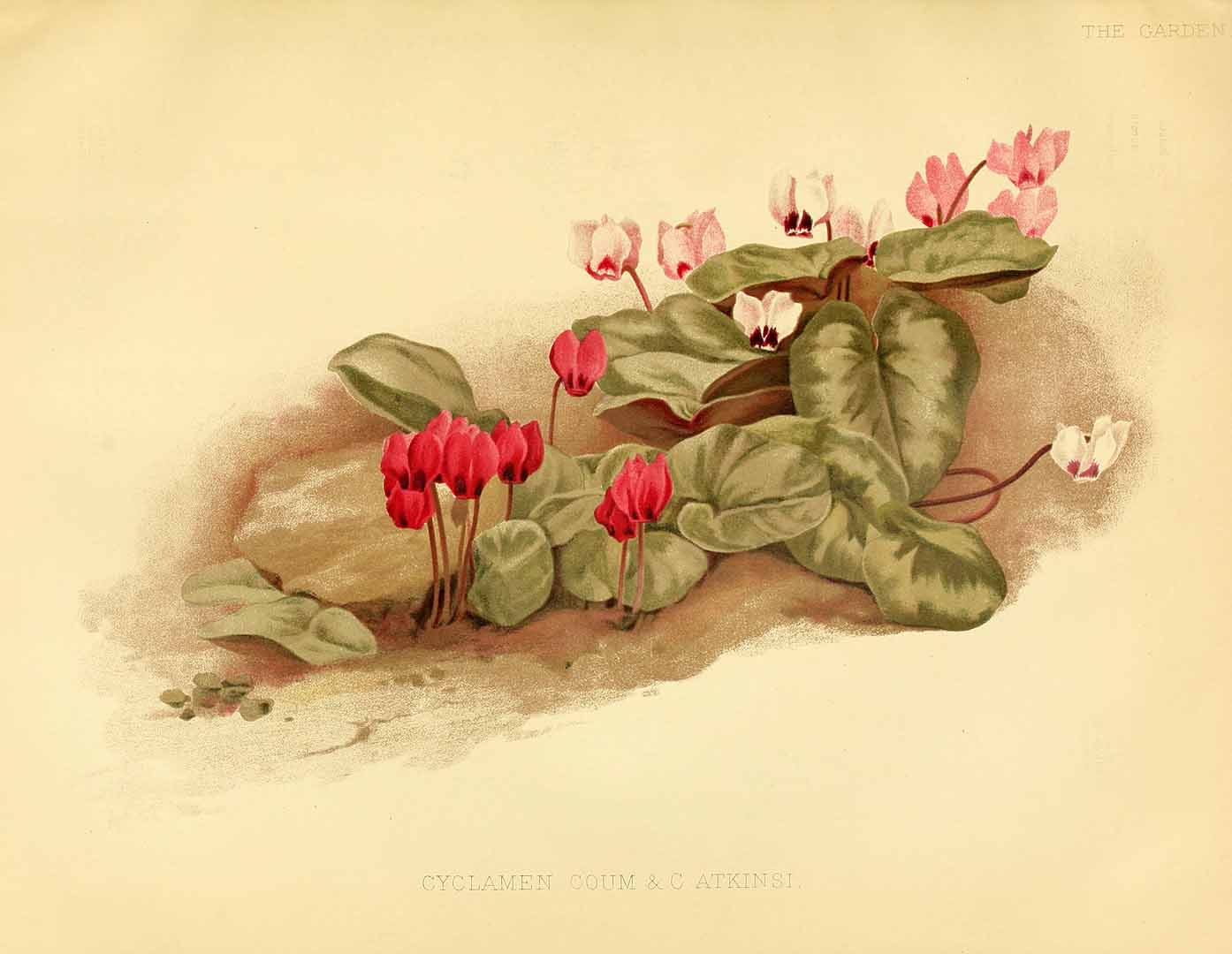 no HD illustration available (3)