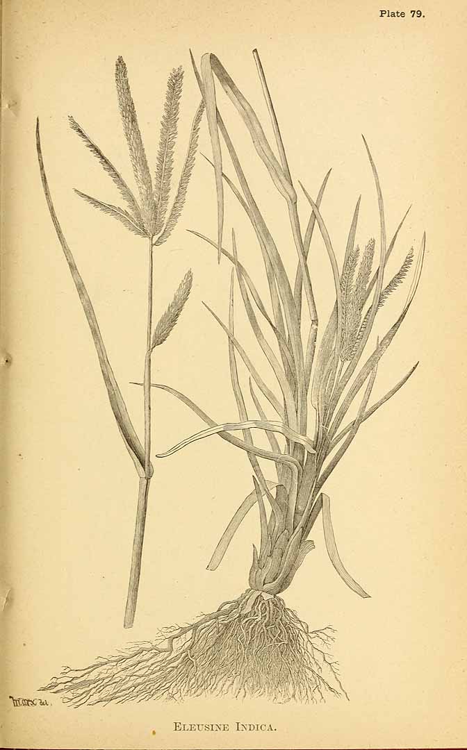 no HD illustration available (3)