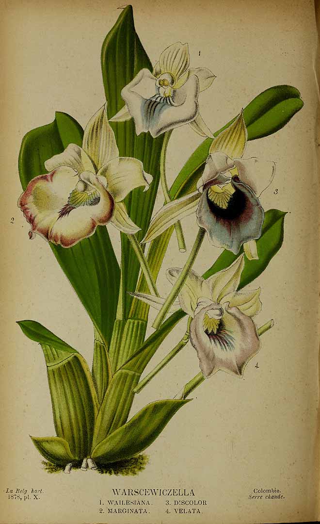 no HD illustration available (3)