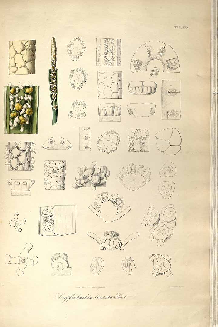 no HD illustration available (3)