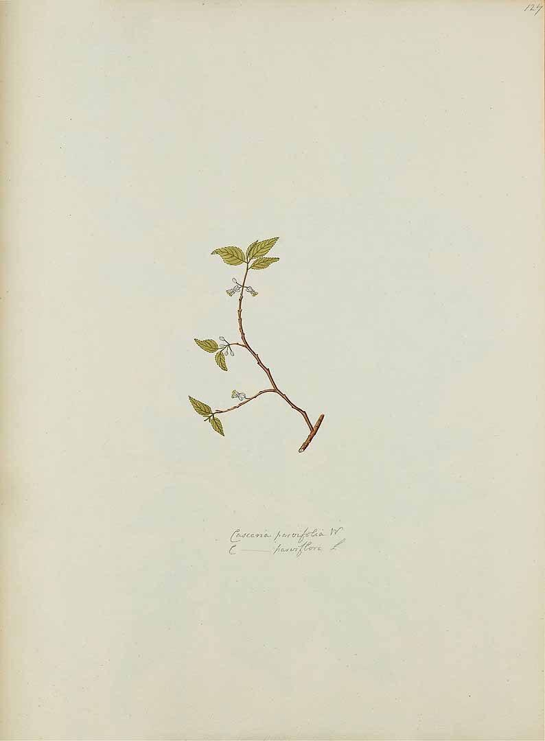 no HD illustration available (m1)