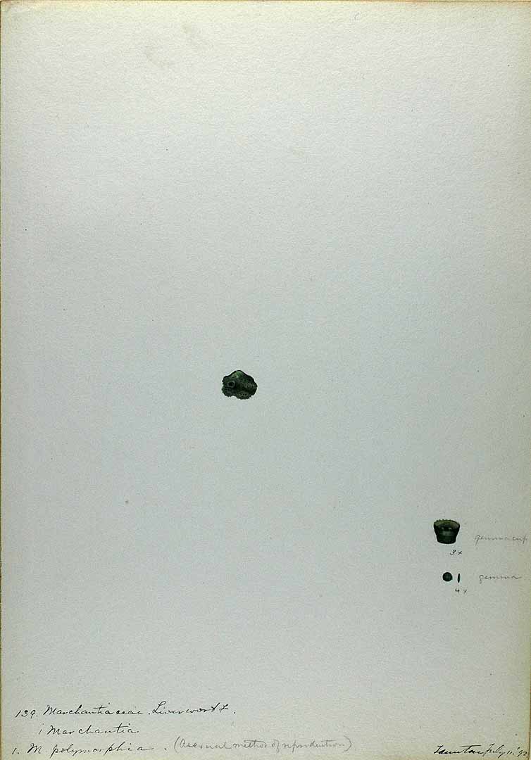 no HD illustration available (m1)