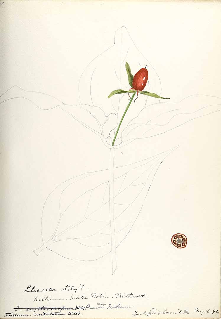 no HD illustration available (3)