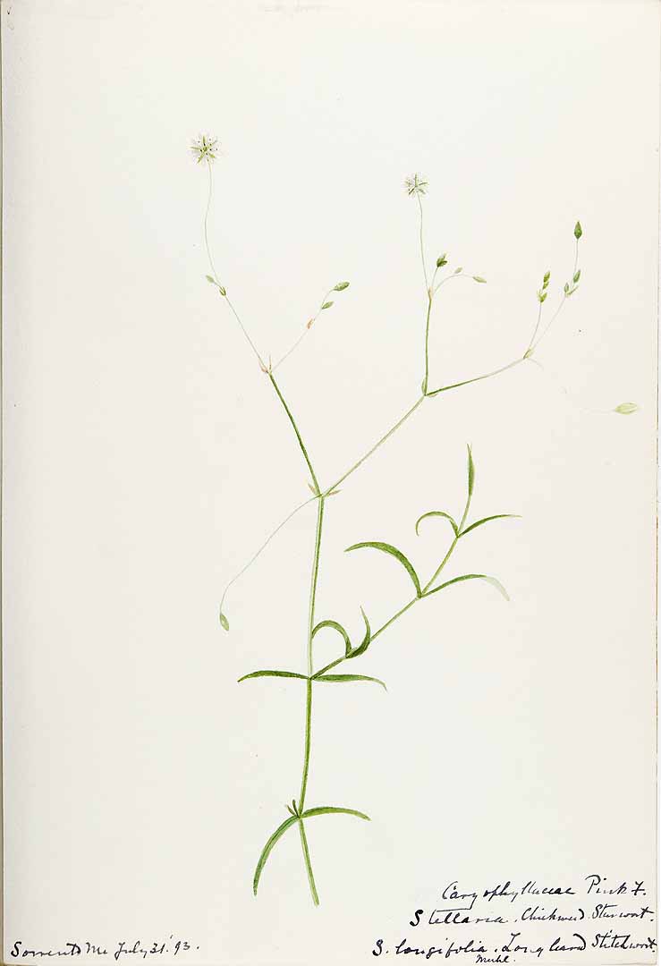 no HD illustration available (3)