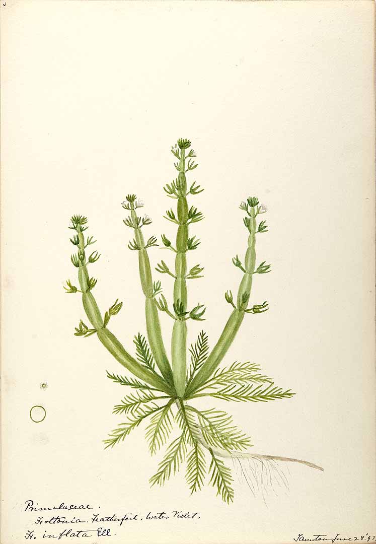 no HD illustration available (3)