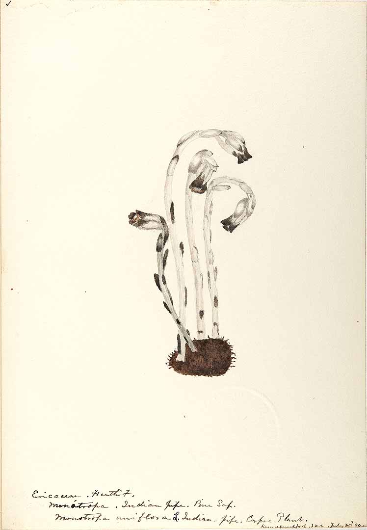 no HD illustration available (3)