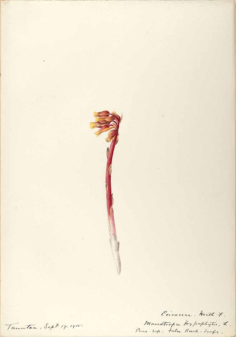 no HD illustration available (3)