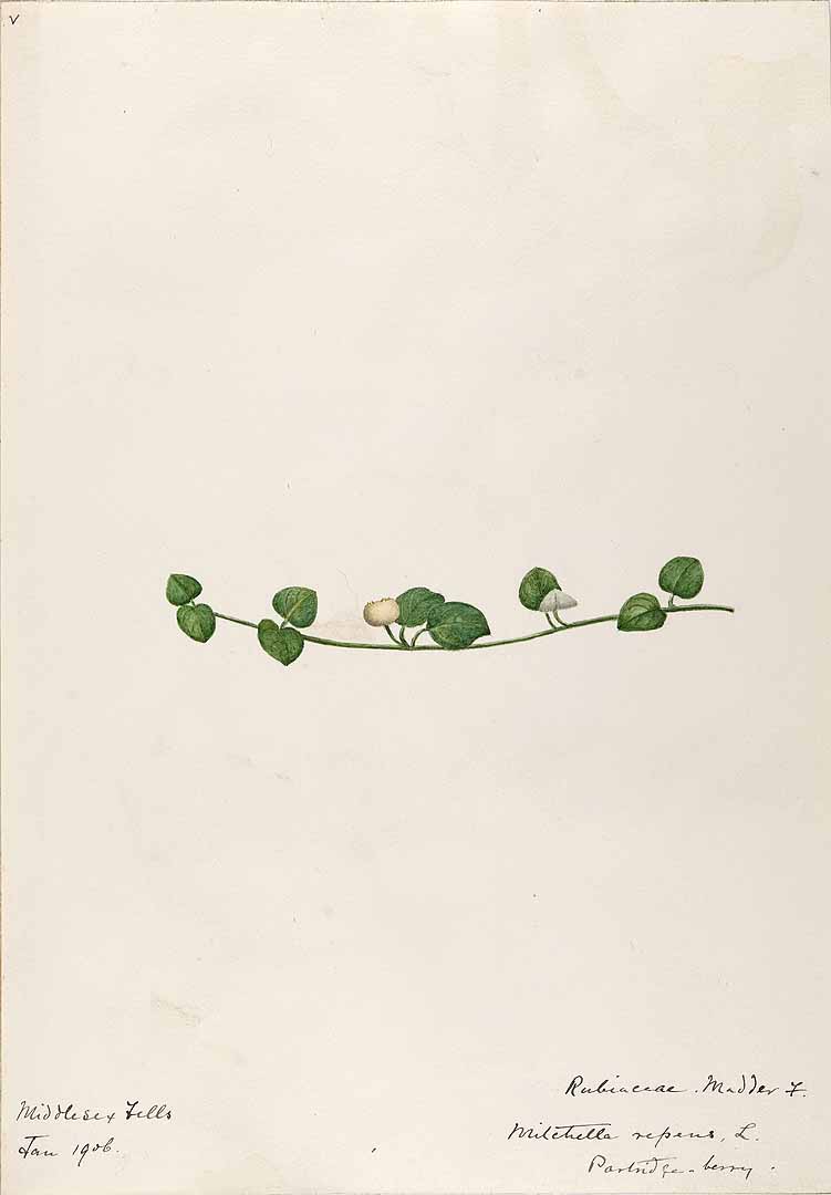 no HD illustration available (3)