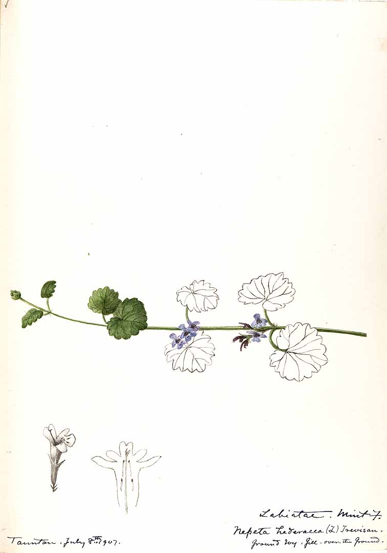 no HD illustration available (3)