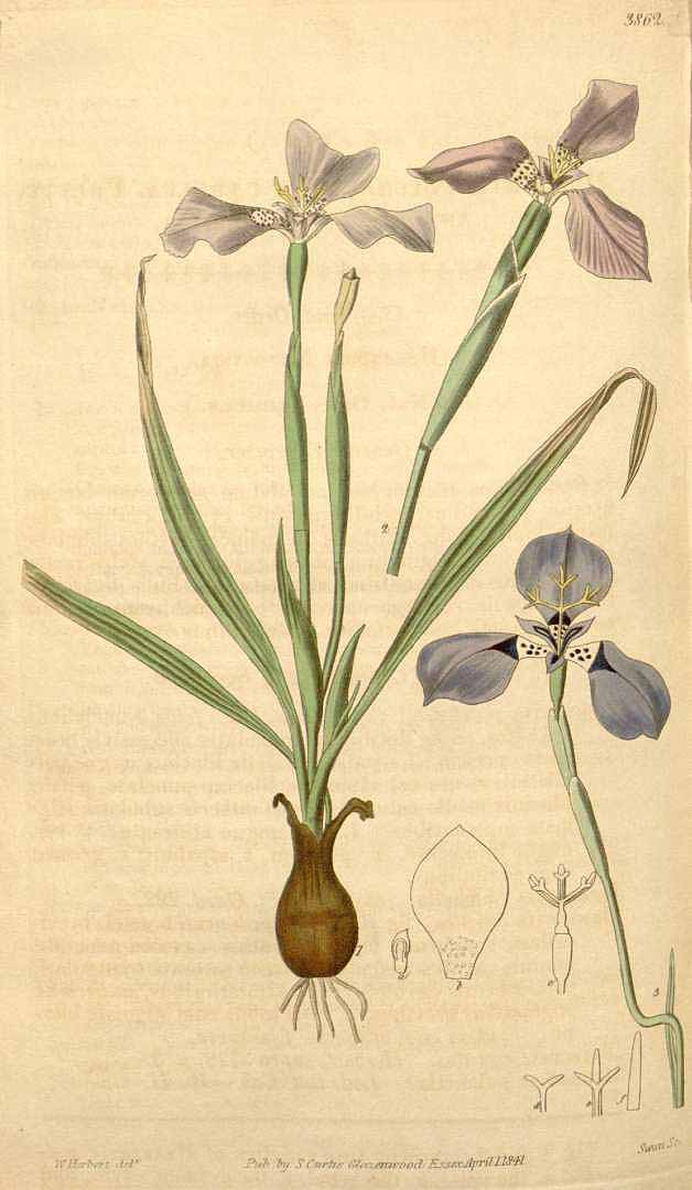 no HD illustration available (3)