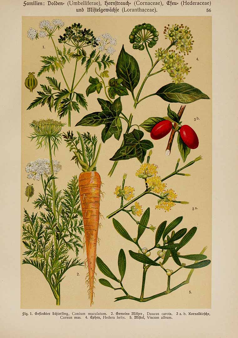 no HD illustration available (3)