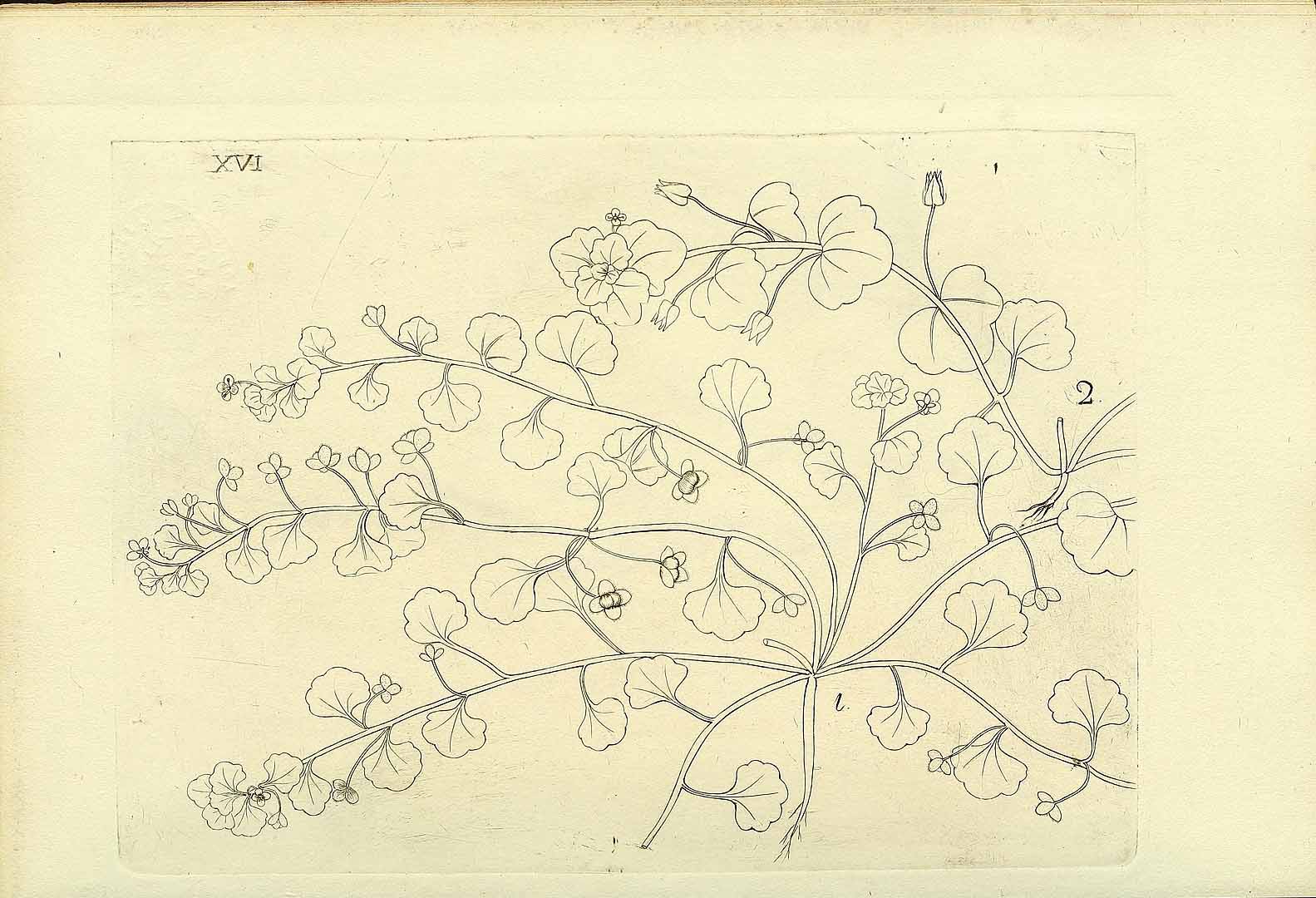 no HD illustration available (3)