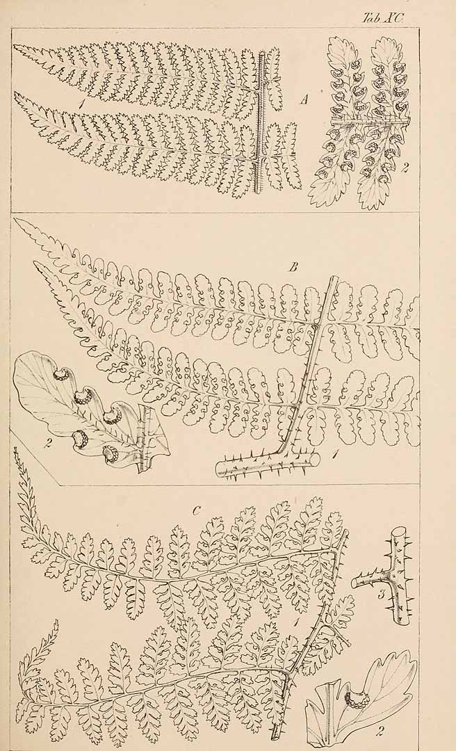 no HD illustration available (3)