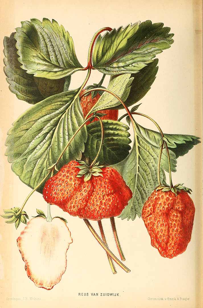 no HD illustration available (3)