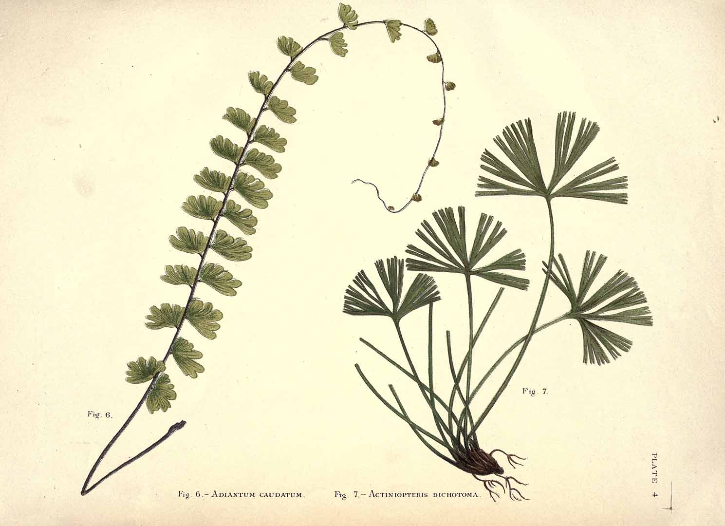 no HD illustration available (3)