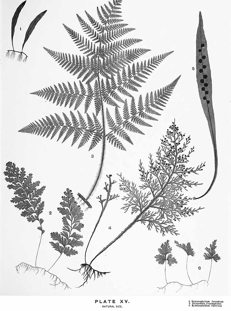 no HD illustration available (3)