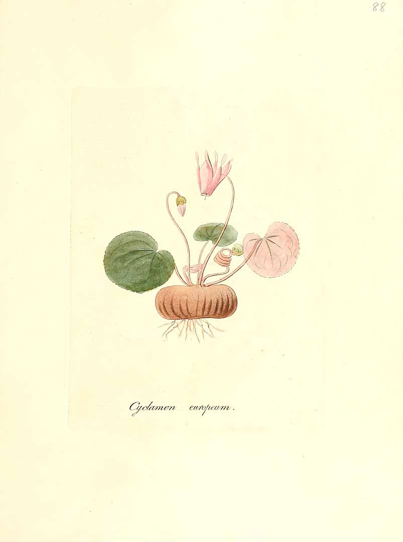 no HD illustration available (3)