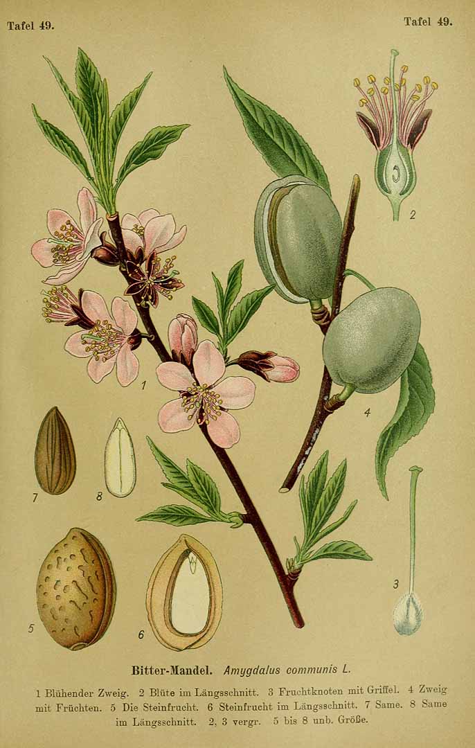 no HD illustration available (3)