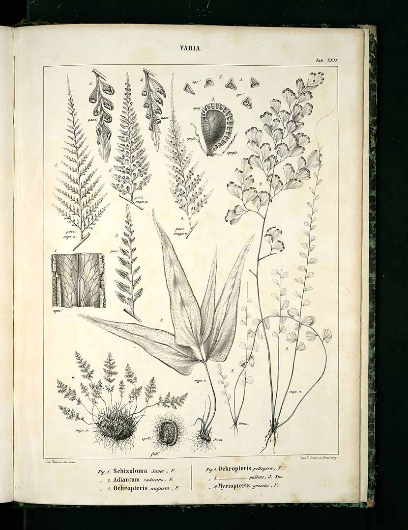 no HD illustration available (3)