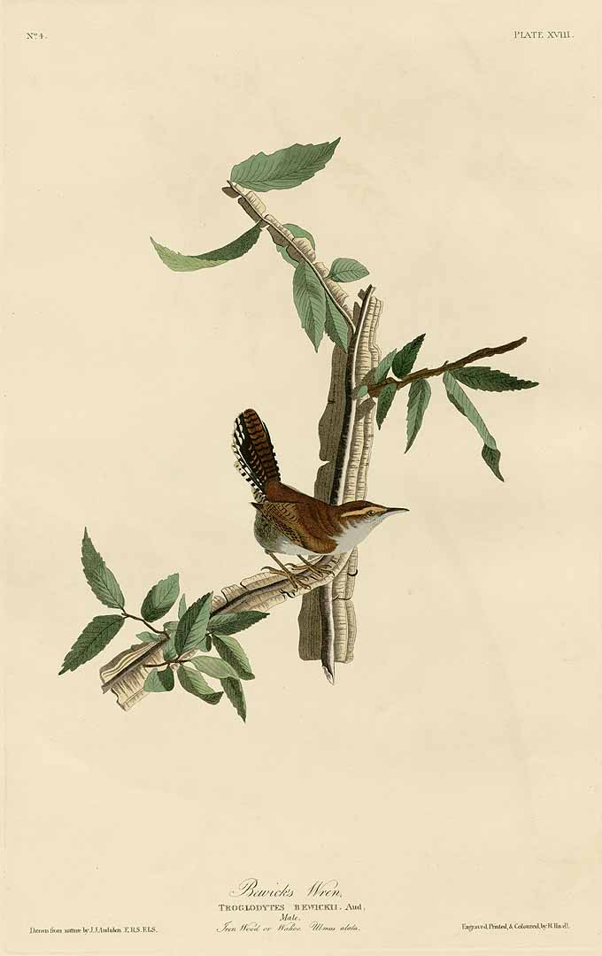 no HD illustration available (3)