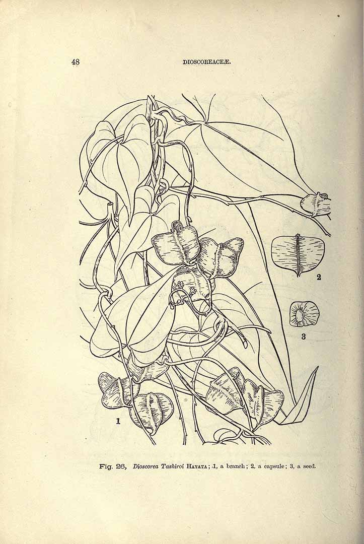 no HD illustration available (3)
