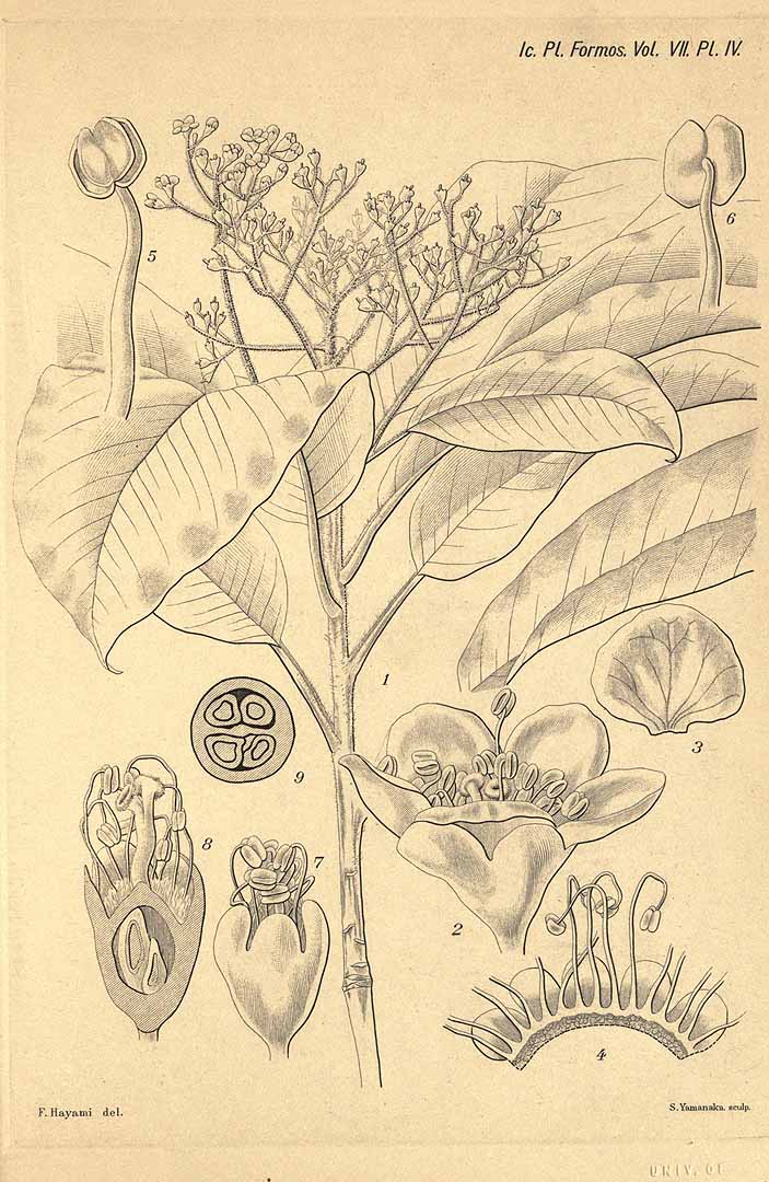 no HD illustration available (3)