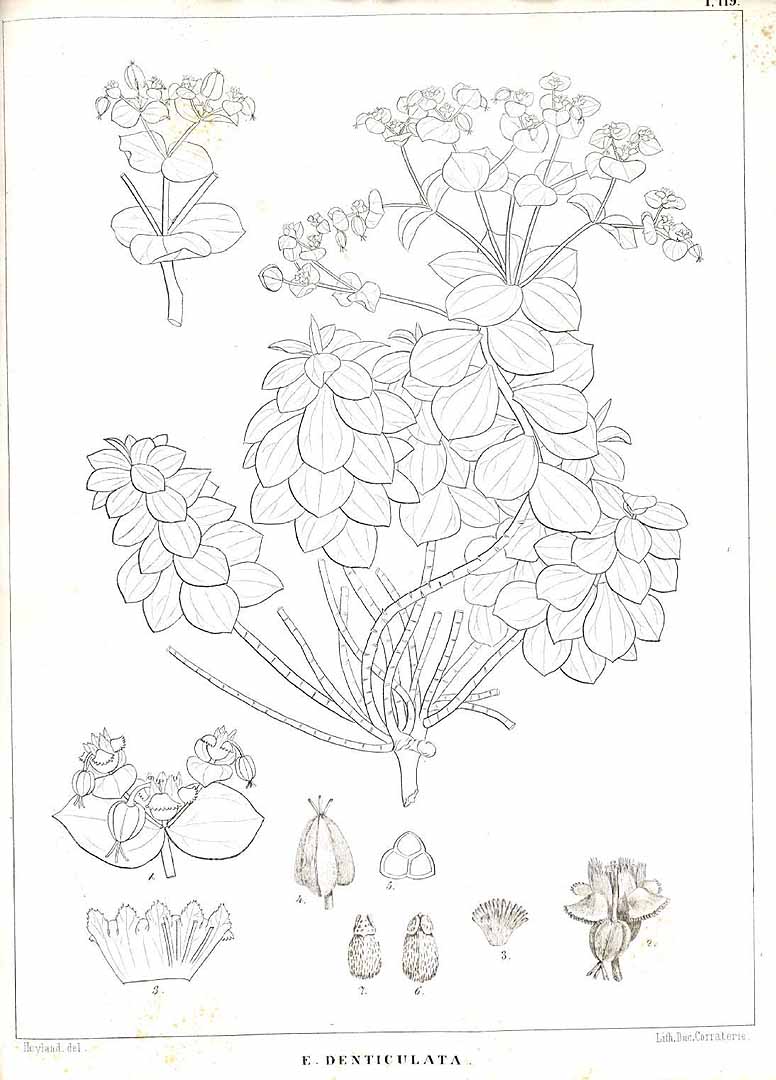 no HD illustration available (3)
