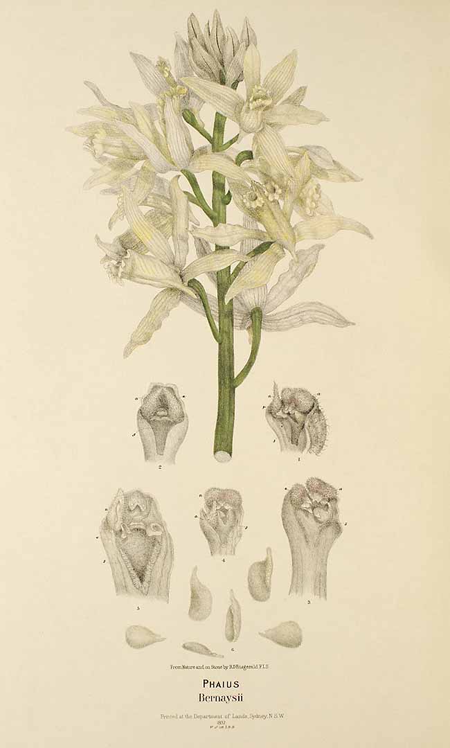 no HD illustration available (3)
