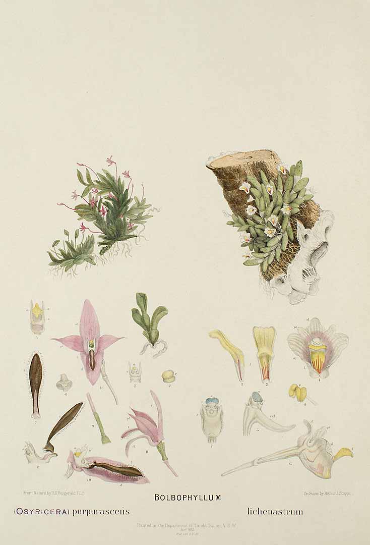 no HD illustration available (3)