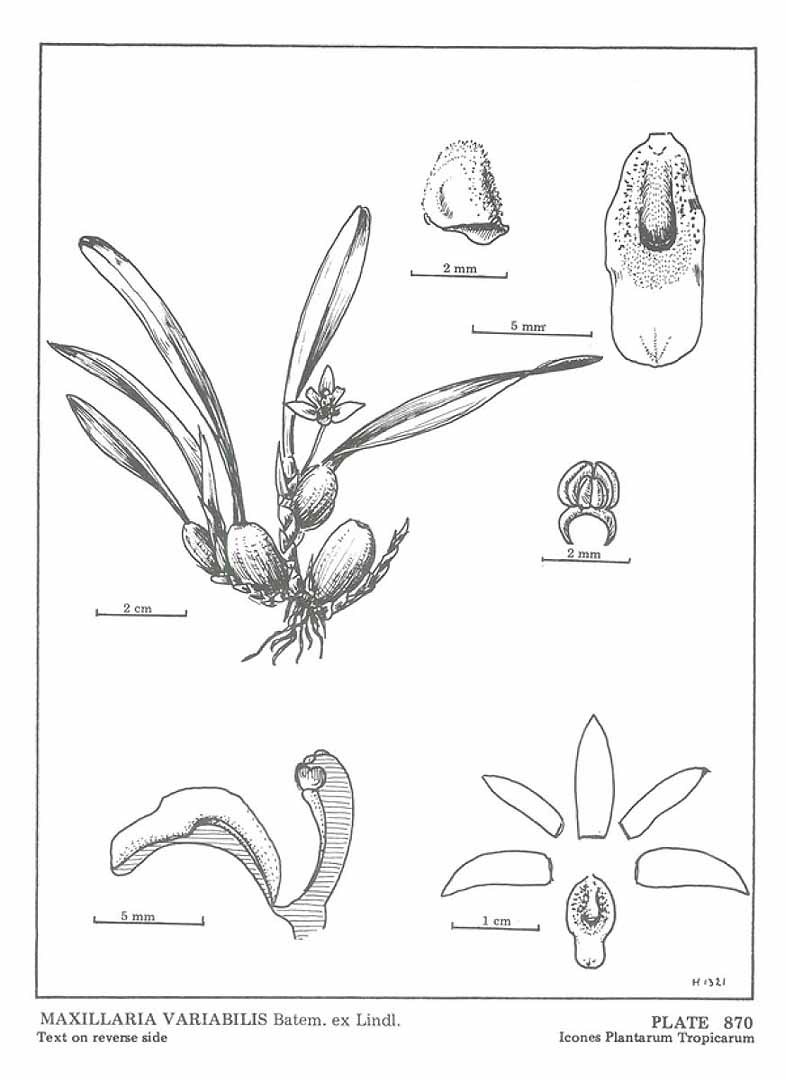 no HD illustration available (3)