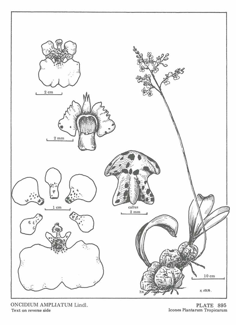 no HD illustration available (3)