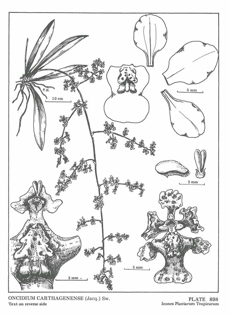 no HD illustration available (3)