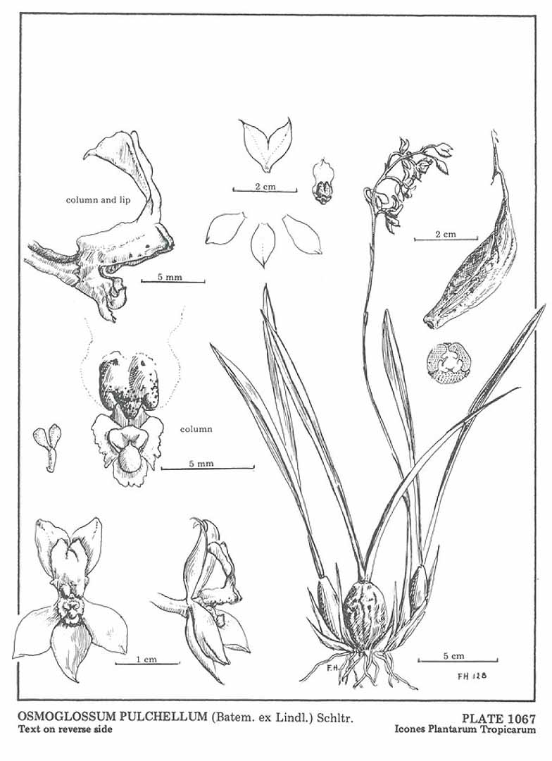 no HD illustration available (3)
