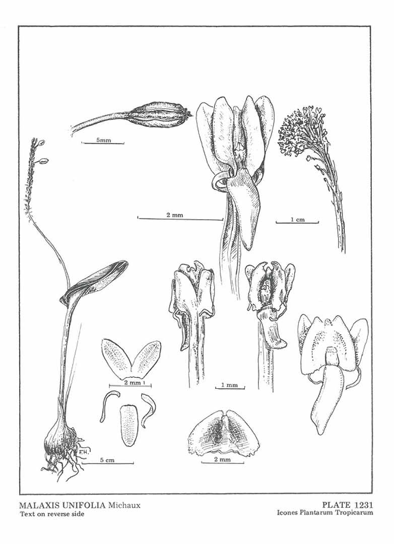 no HD illustration available (3)