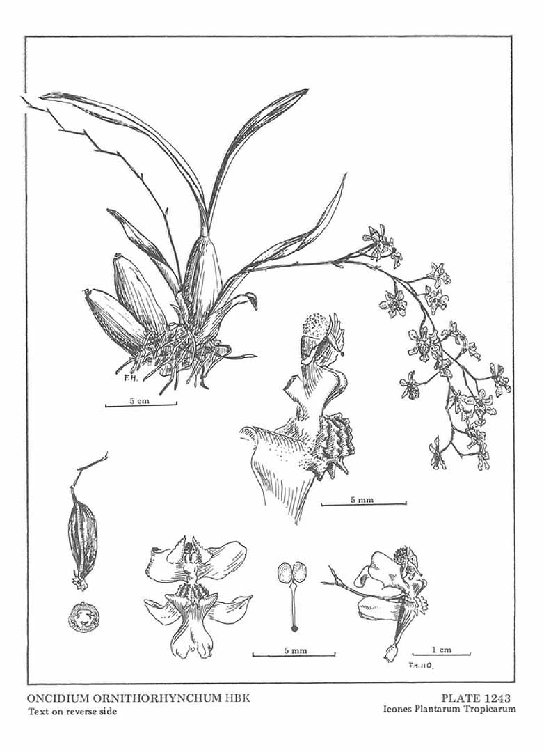 no HD illustration available (3)
