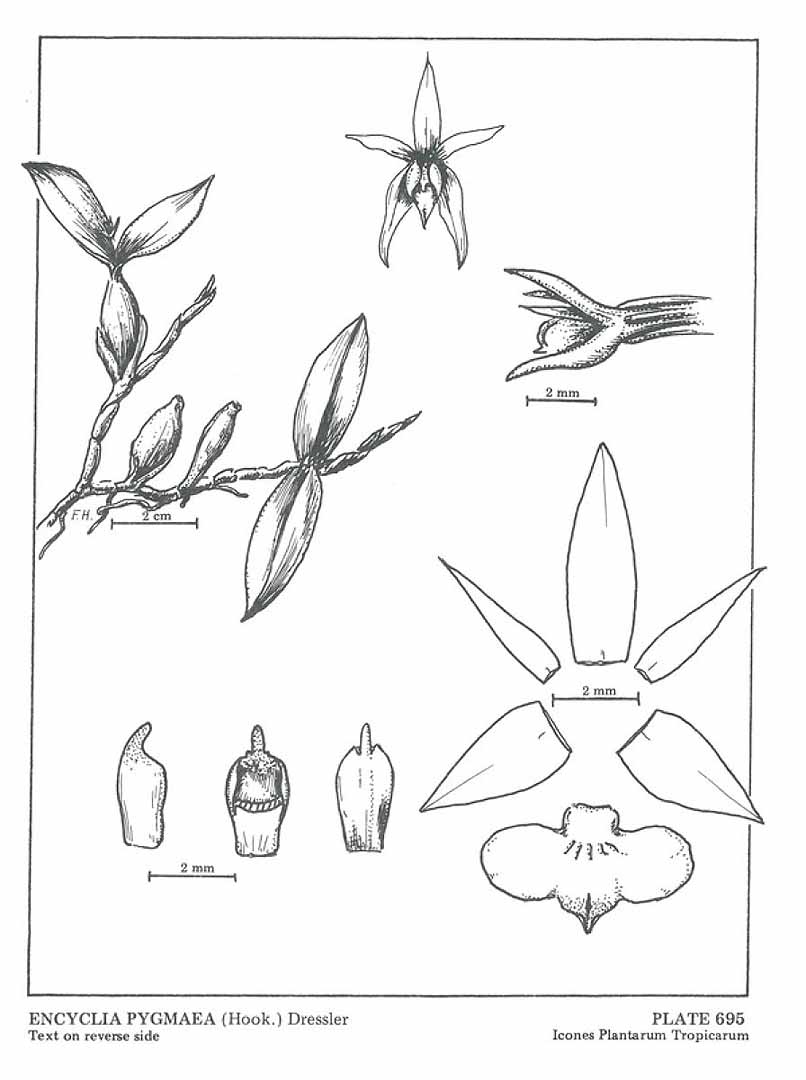 no HD illustration available (3)