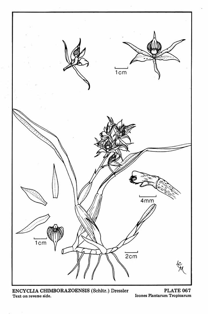 no HD illustration available (3)