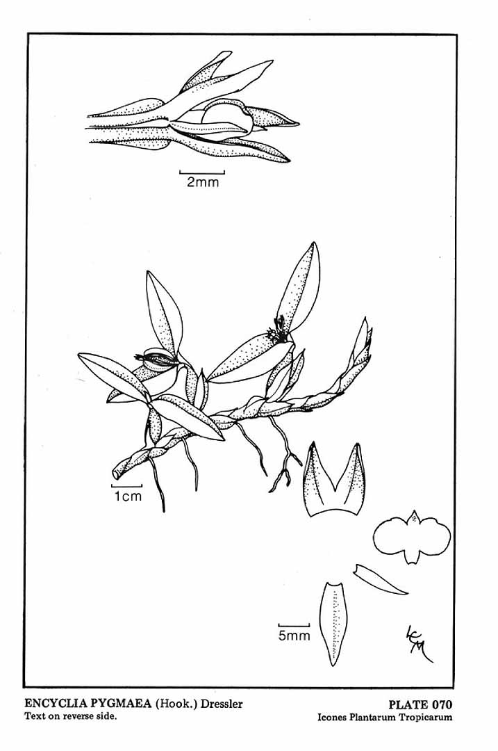 no HD illustration available (3)