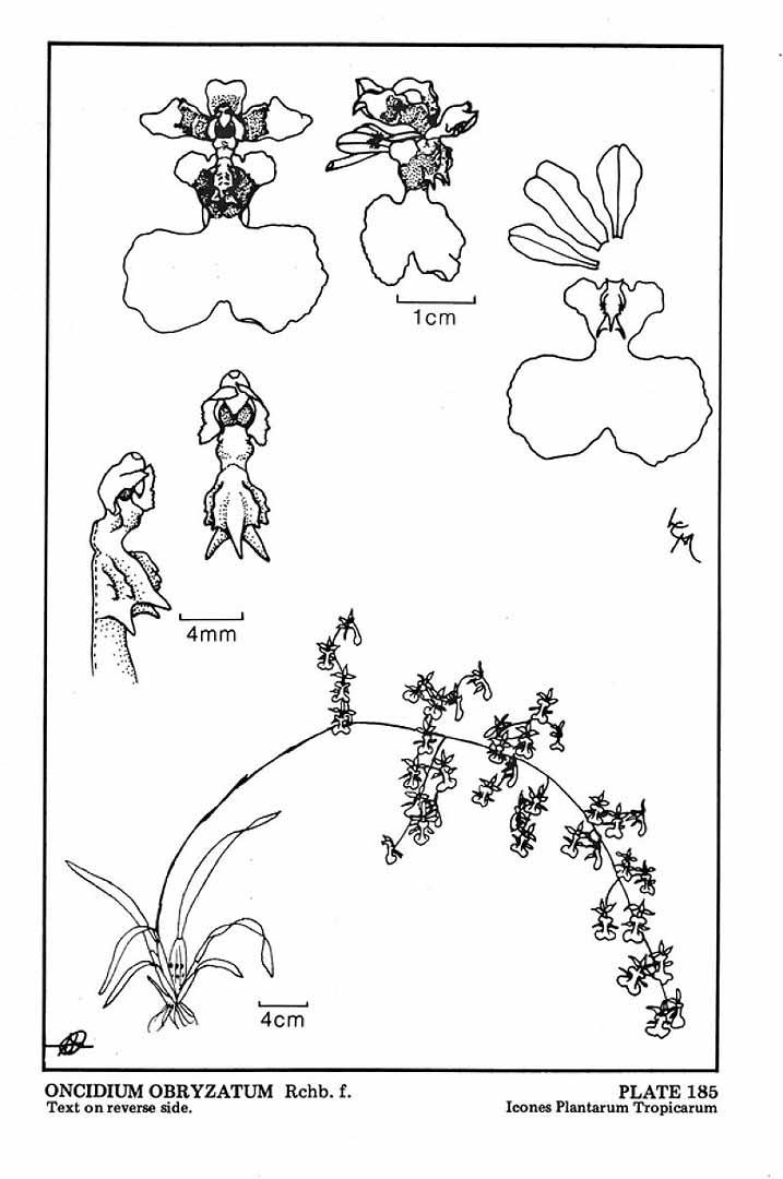 no HD illustration available (3)