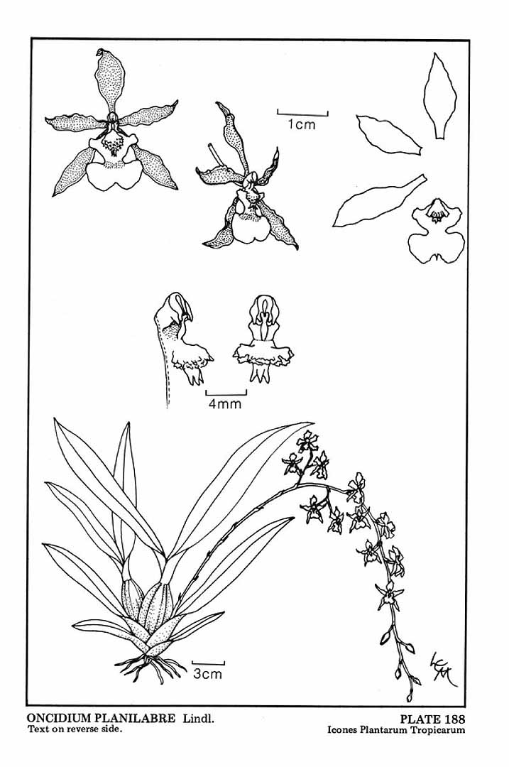 no HD illustration available (3)